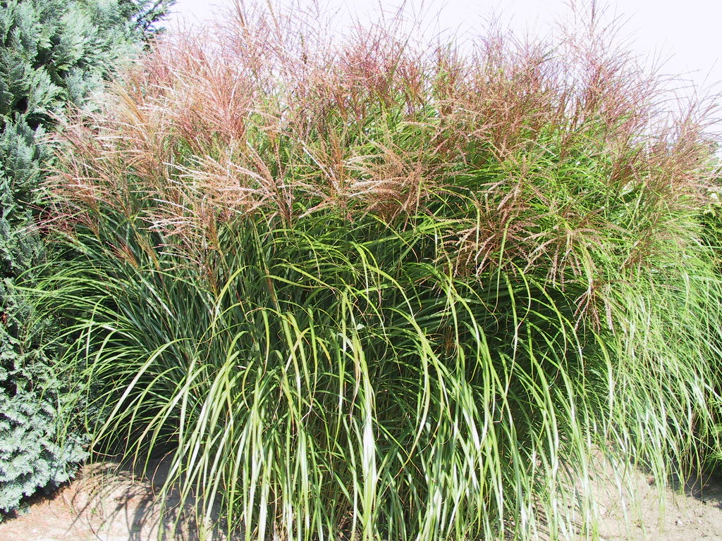Miscanthus sinensis Rotsilber.jpg